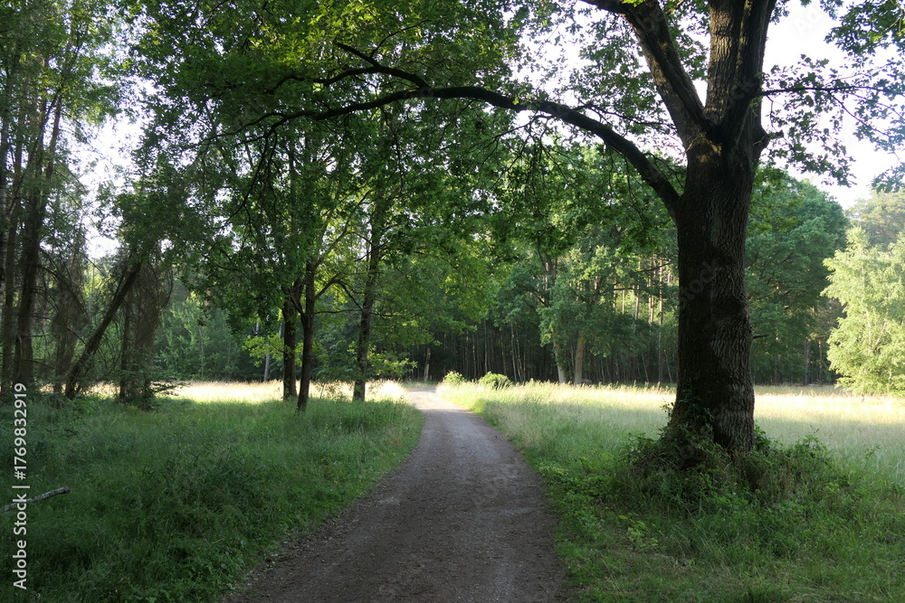 Fototapeta premium Waldweg