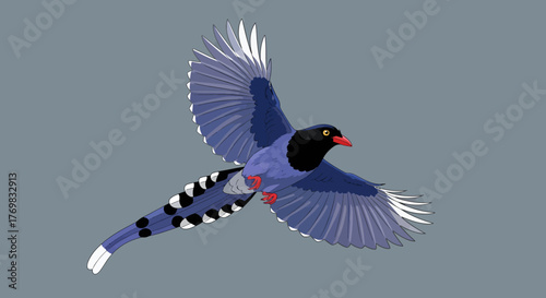 A vibrant blue bird with a black head and red beak in mid-flight, showcasing its spread wings and long tail feathers against a simple grey background.