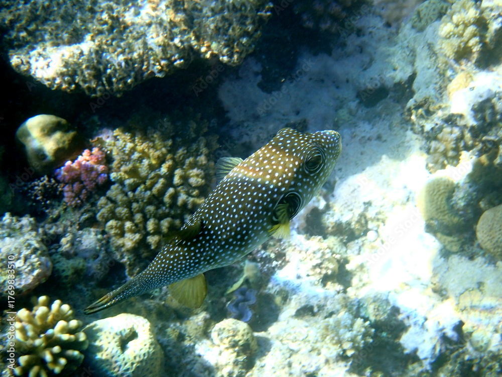 Fototapeta premium White spotted puffer fish over dark coral