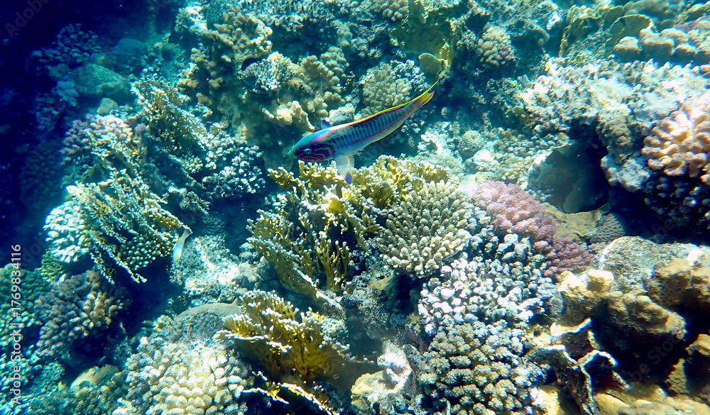 Fototapeta premium Wrasse with red stripes over yellow coral reef