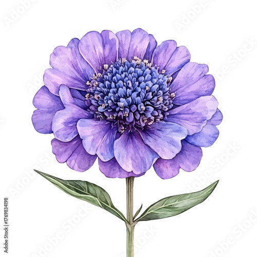 watercolor vector of Scabiosa Flower, isolated on a white background.