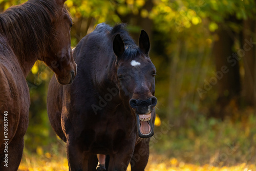 Warmblut im Herbstwald