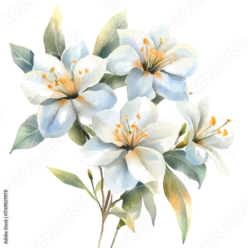 Jasmine Flower, watercolor clipart vector, isolated on a white background.