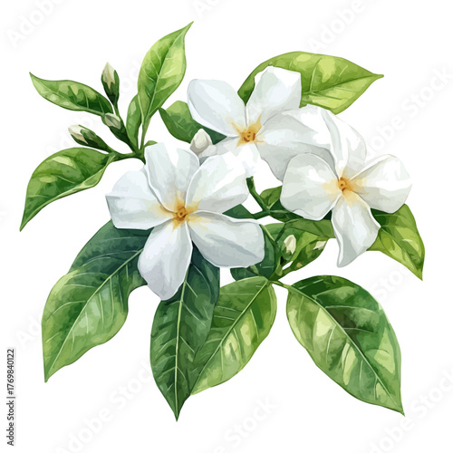 Jasmine Flower, watercolor drawing vector, isolated on a white background.