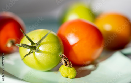 Home grown tomatoes,with baby tomato,ripening in the Autumn sun,Worcester,United Kingdom.