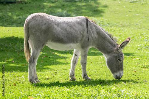 Nancy, France - September 1st 2025 : View of a Donkey grazing grass in a meadow in a park in Nancy.
