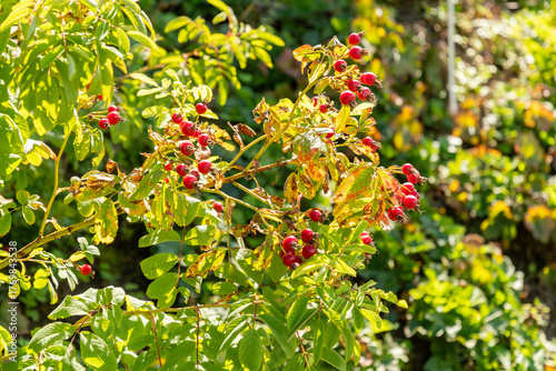 Smooth rose or Rosa Blanda plant in Zurich in Switzerland 15.9.2025