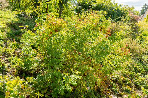 Smooth rose or Rosa Blanda plant in Zurich in Switzerland 15.9.2025