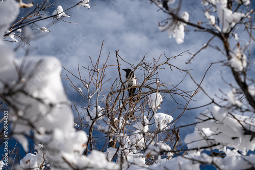Bird in Alpine Snow
