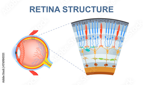 Retina structure cross-section diagram. Vector illustration