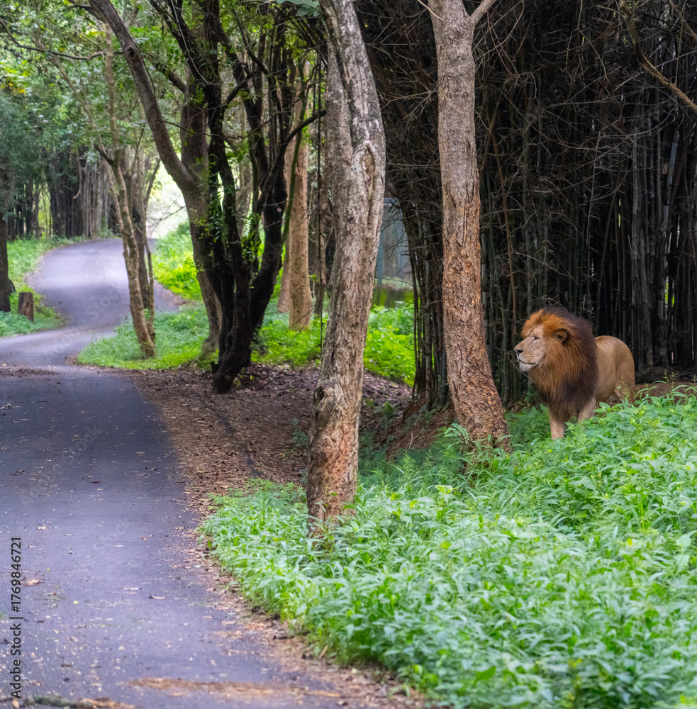 Naklejka premium Lion stands near a winding road in a forest.