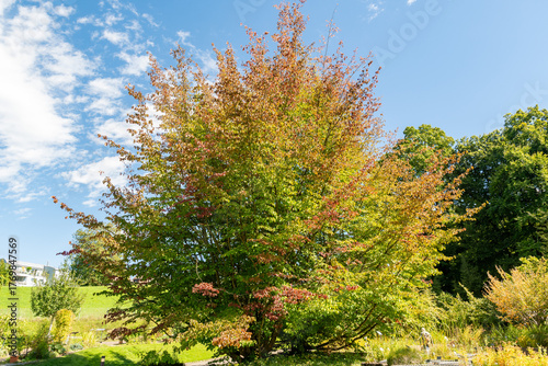 Persian ironwood or Parrotia Persica plant in Zurich in Switzerland 15.9.2025
