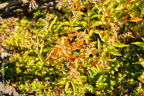 Scarlet monkey flower or Erythranthe Cardinalis plant in Zurich in Switzerland 15.9.2025