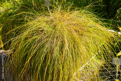Fibrous tussock sedge or Carex Appropinquata plant in Zurich in Switzerland 15.9.2025