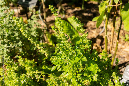 Basil or Ocimum Basilicum plant in ZUrich in Switzerland 15.9.2025 greek