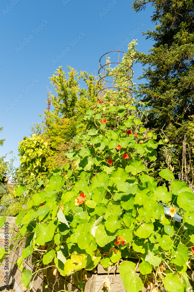 Fototapeta premium Indian cress or Tropaeolum Majus plant in Zurich in Switzerland 15.9.2025