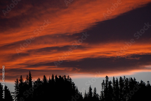 Orange Sunset with Tree Silhouette