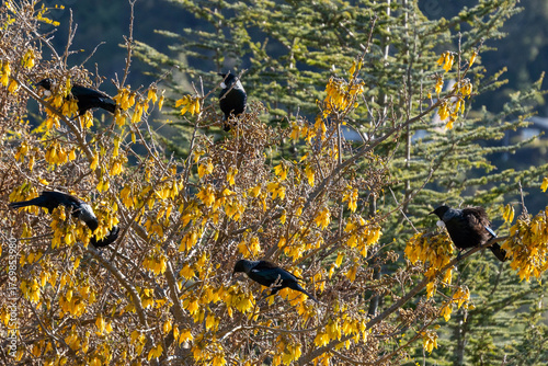 Tui in Kowhai Tree