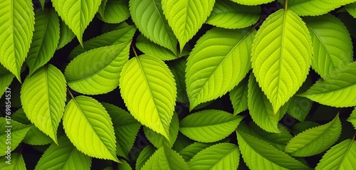 Vibrant green leaves arranged in a natural, overlapping pattern,  tropical,   branch