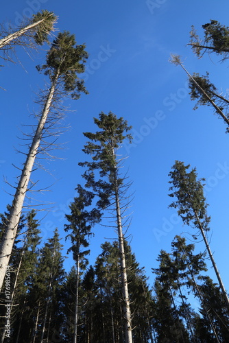Tall pinetrees before the sky