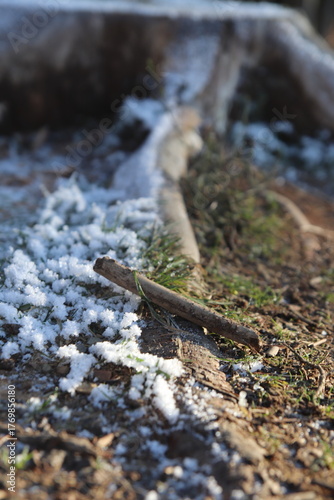 treestump dividing moarfrost and dew
