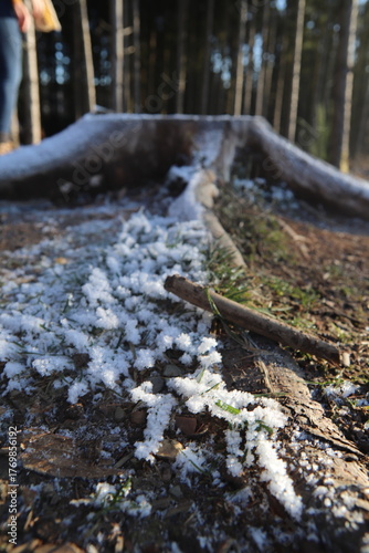 treestump dividing moarfrost and dew