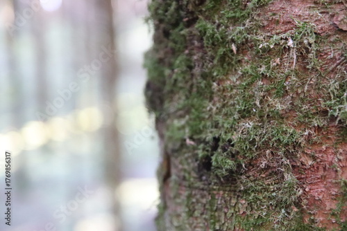 Mossy bark