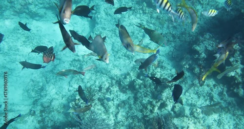 Bahamas Snorkeling Angelfish Close Up