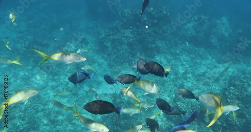 Bahamas Snorkeling Pan Down