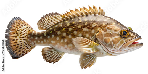 Bild auf Leinwand A profile view of a spotted grouper fish swimming, captured in a studio setting