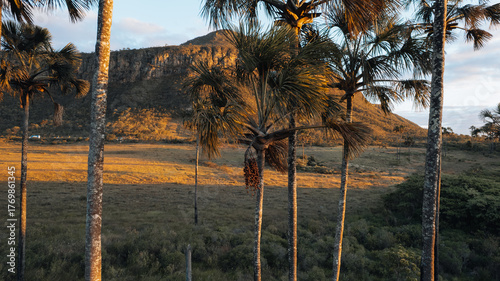 aerial drone view, green fields with buritis, mountains and Morro da Baleia, Chapada dos Veadeiros