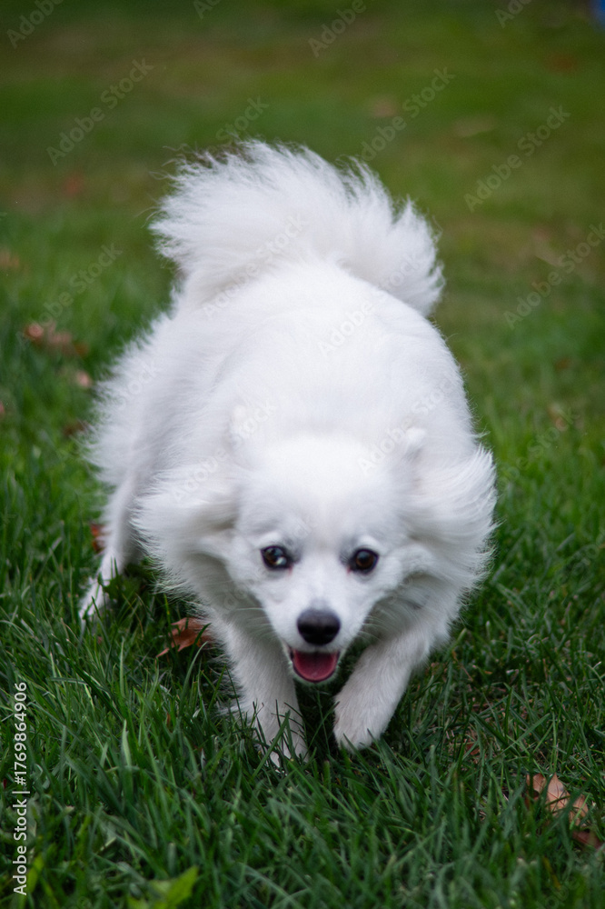 Fototapeta Fluffy white American eskimo dog running and playing in the grass.