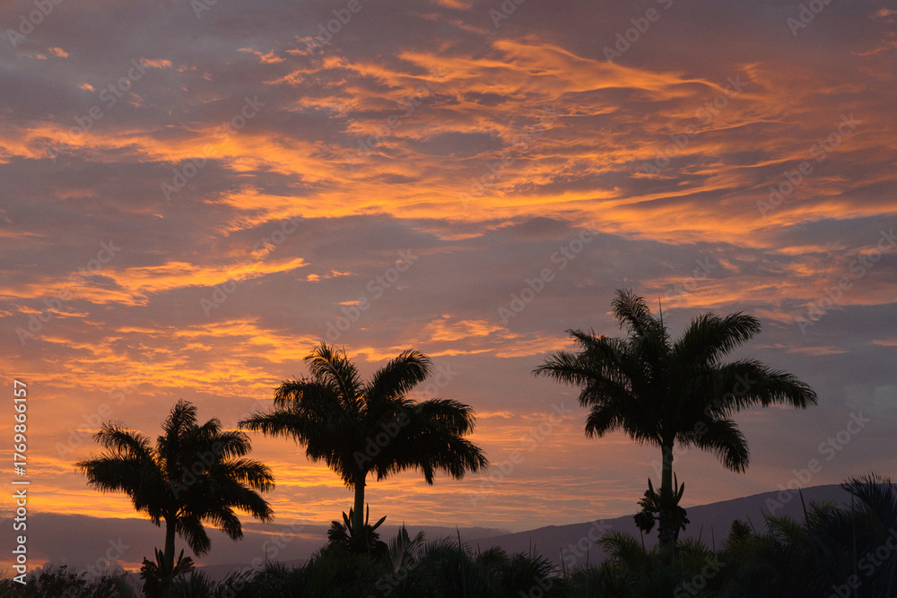 Fototapeta premium Three queen palm trees silhouetted at sunrise,