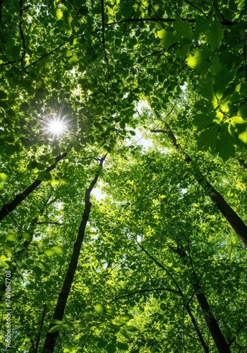 Sunlight filtering through the dense, lush green leaves of a vibrant forest canopy, illustrating environmental sustainability and healthy organic growth ,abstract ,rich ,fresh