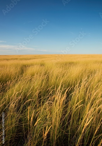 Vast open grassland under a brilliant blue sky. Golden native grasses stretch to the distant horizon on a warm, expansive summer afternoon ,bright ,plains ,blue