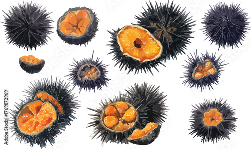 Watercolor Sea Urchin Roe Clipart