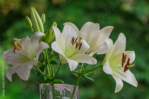 Weiße Lilien(Lilium) in einer Blumenvase