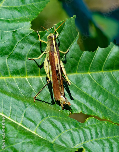 A giant grasshopper eating a large green leaf
