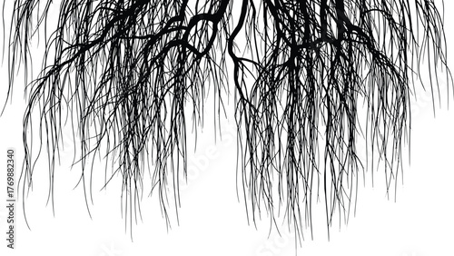 Black silhouette of weeping willow branches hanging down against white background tree black and white