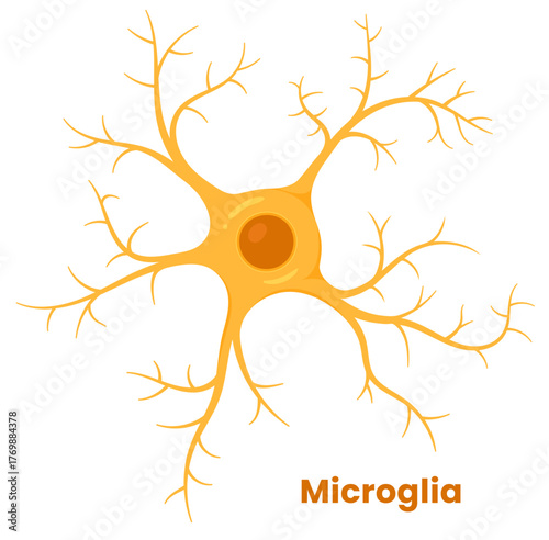 Vector illustration of microglia , showcasing their role in neuron support. Neuroglia cell	