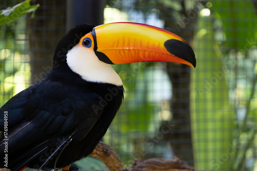 Beautiful black and white toucan photographed up close