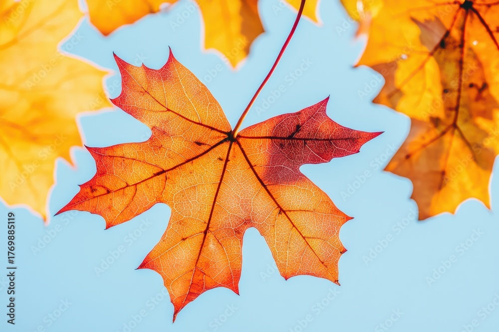 Obraz premium Vibrant Autumn Leaves Against Clear Sky with Natural Lighting Highlighting Their Colorful and Intricate Details