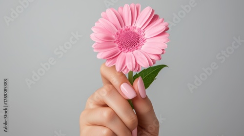 Delicate Hand Holding Vibrant Pink Flower Against Soft Gray Background for Fresh and Natural Aesthetic