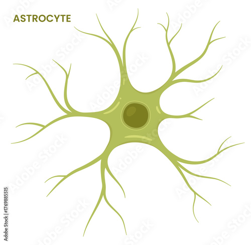 Vector illustration of an astrocyte, a type of glial cell in the brain. Neuroglia