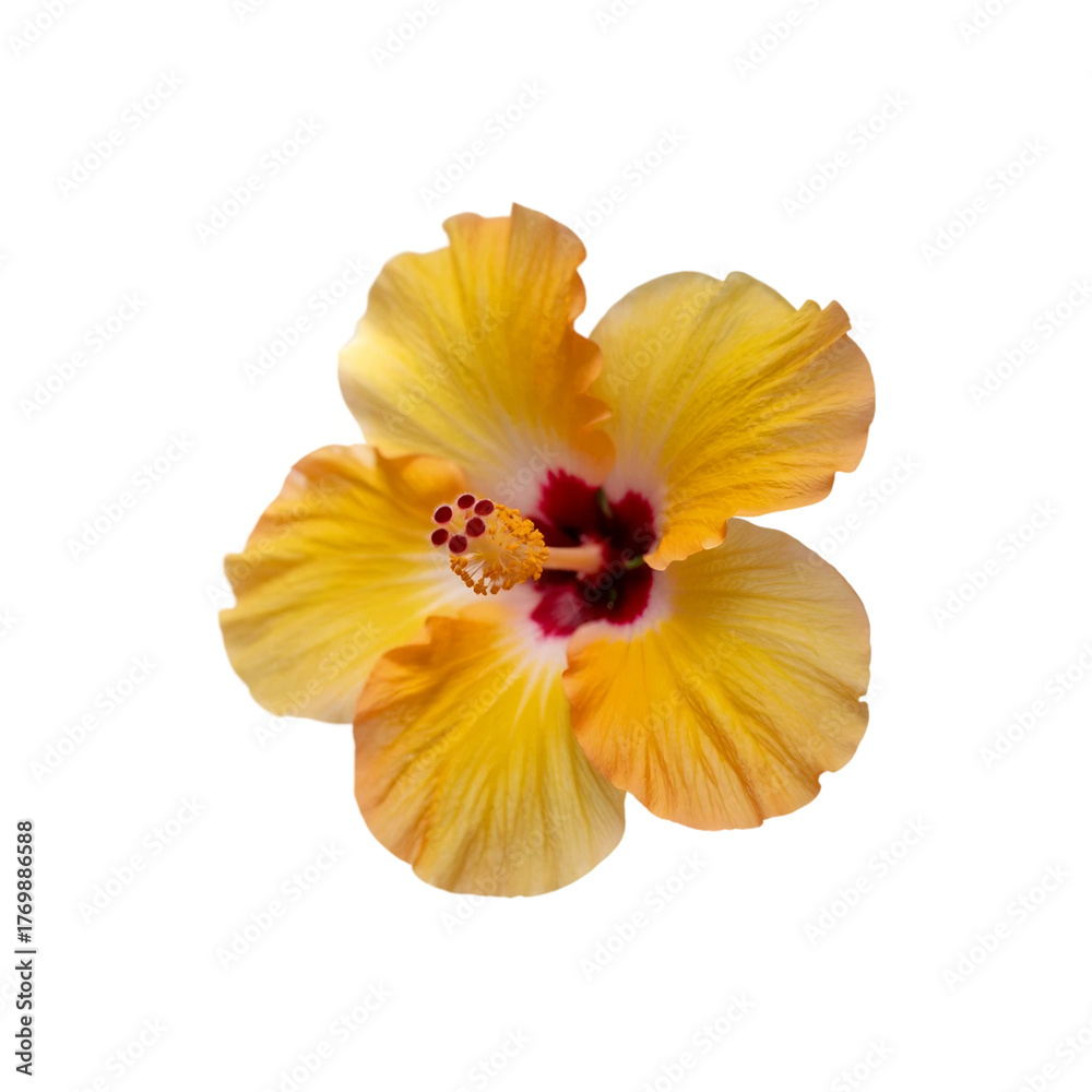 Fototapeta premium Yellow hibiscus flower isolated on white background with path 