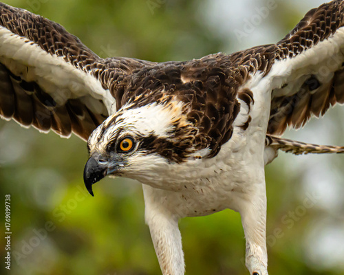 Close up portrait of an osprey
