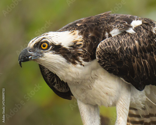 Close up portrait of an osprey