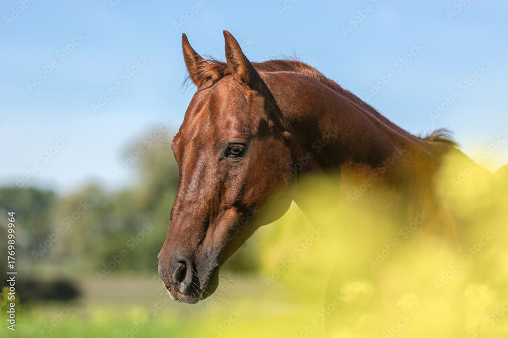 Fototapeta premium A dark chestnut Quarter Horse stands gracefully in natural sunlight with a soft background of green trees and blue sky