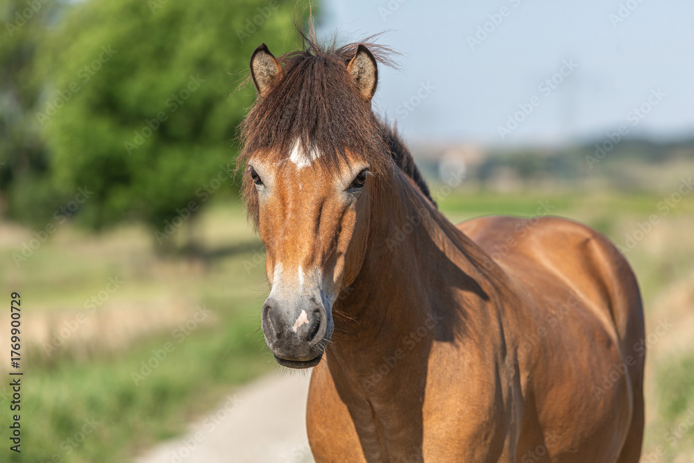 Fototapeta premium Buckskin Icelandic horse stands on rural path in summer countryside