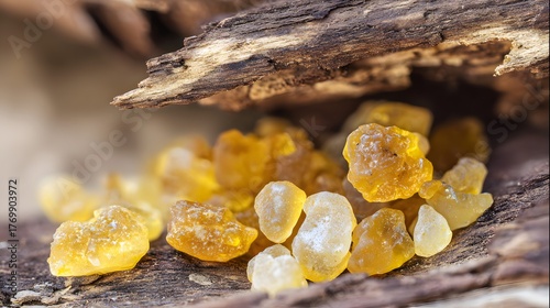 boswellia. Golden resin droplets forming on tree bark in warm sunlight. gardening catalogs, home-decor guides, designed for gardening and botanical catalogs, enhances decor appeal.